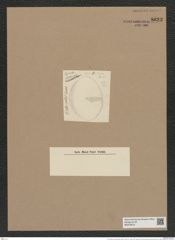 Coscinodiscus ovalis (Greg.) Ralfs. (de-Toni-Nr.: Genus 202, Species 4875) Zeichnungen Sammlung Grunow Nr. 8623 (NHMW-BOT-W0378015)